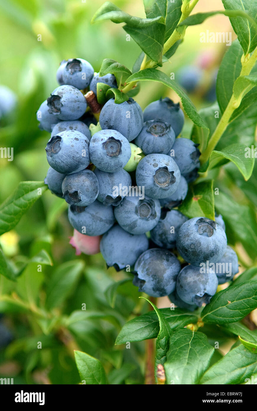 high blueberry, highbush blueberry, swamp blueberry (Vaccinium corymbosum 'Reka', Vaccinium corymbosum Reka), cultivar Reka Stock Photo