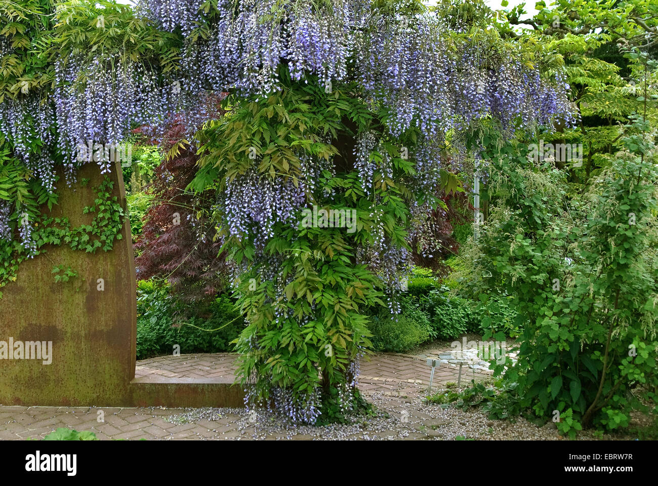 Japanese wisteria (Wisteria floribunda 'Multijuga', Wisteria floribunda Multijuga), cultivar Multijuga Stock Photo