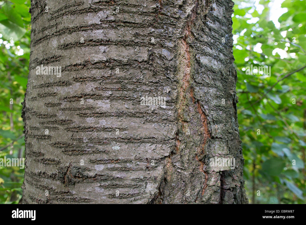 Wild cherry bark hi-res stock photography and images - Alamy