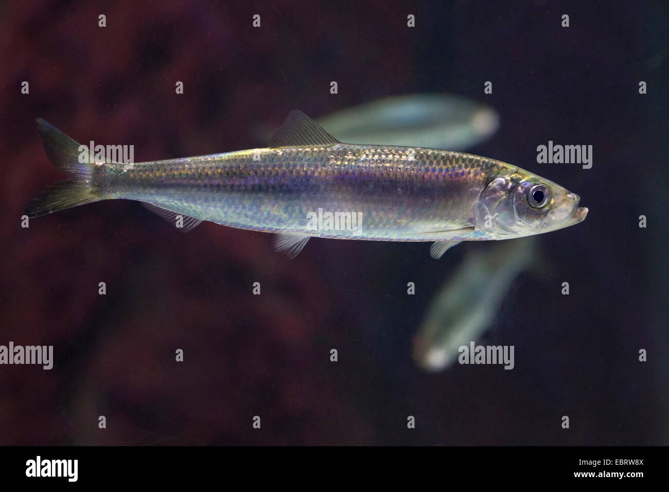 herring, Atlantic herring  (Clupea harengus), swimming young herring Stock Photo