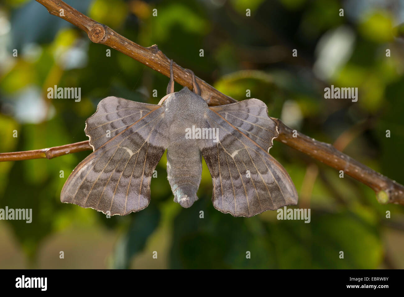 Poplar Hawk-moth, Poplar Hawkmoth (Laothoe populi, Sphinx populi), male at a stem, Germany Stock Photo