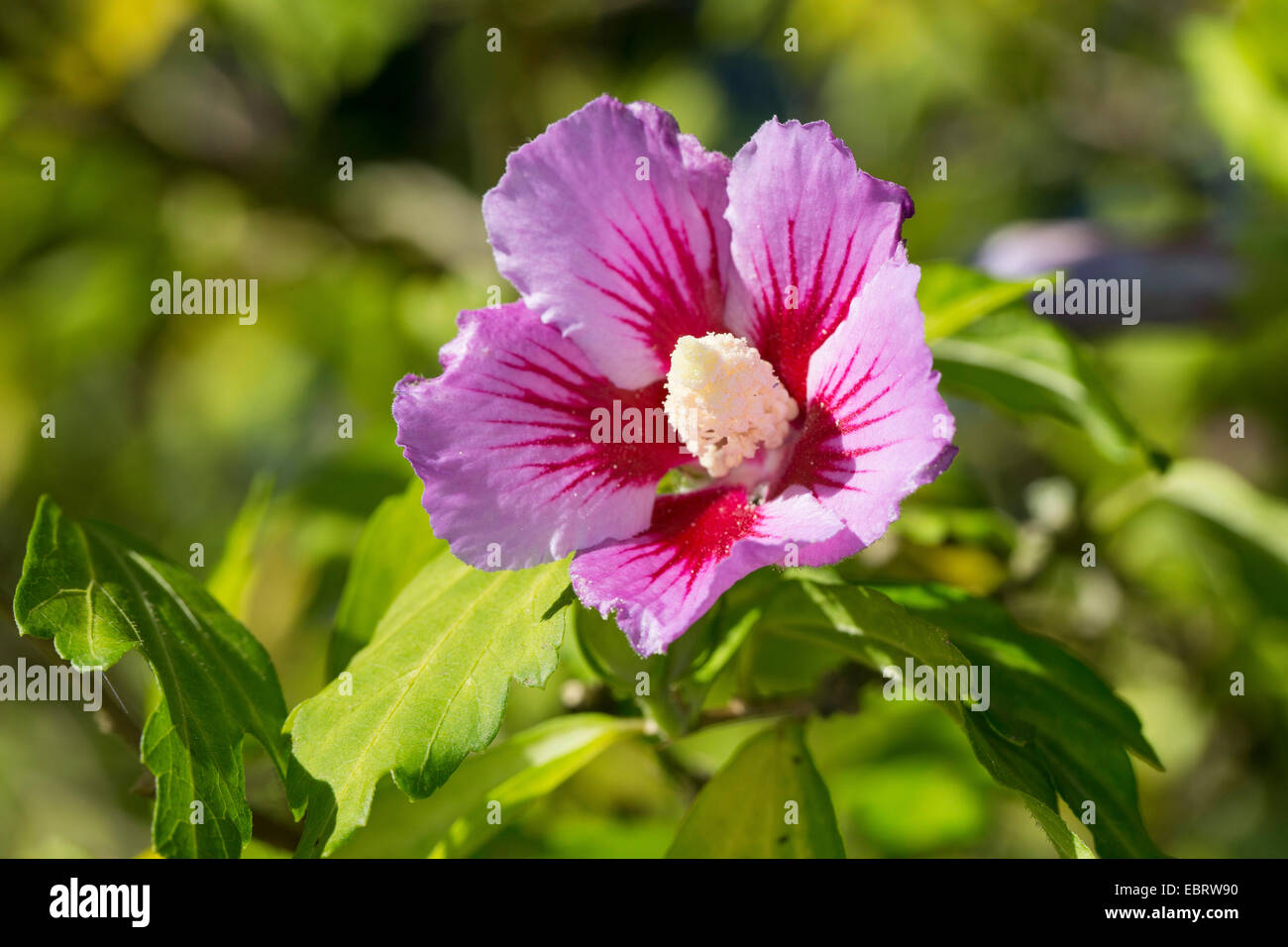 shrubby althaea, rose-of-Sharon (Hibiscus syriacus), flower Stock Photo