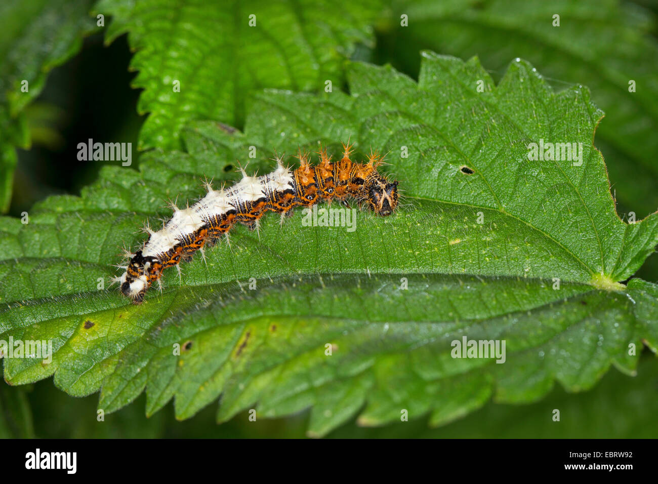 comma (Polygonia c-album, Comma c-album, Nymphalis c-album), caterpillar feeding at stinging nettle, Germany Stock Photo
