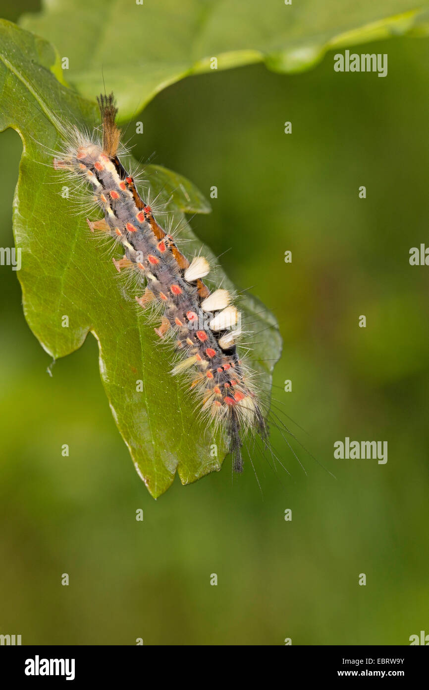 vapourer moth, common vapourer, rusty tussock moth (Orgyia antiqua, Orgyia recens), caterpillar on a leaf, from above, Germany Stock Photo