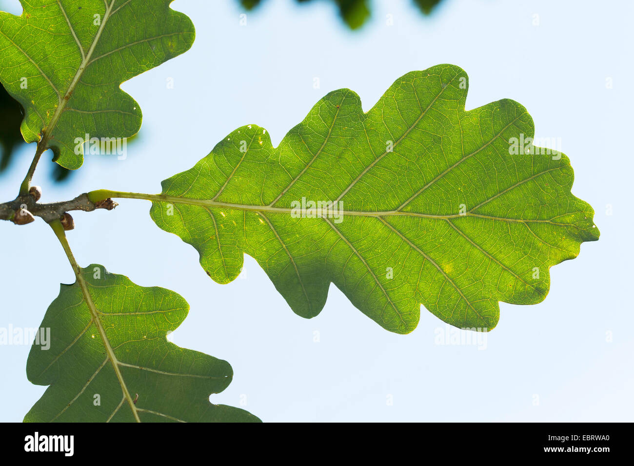 Sessile oak (Quercus petraea, Quercus sessilis, Quercus sessiliflora), oak leaf, cutout Stock Photo
