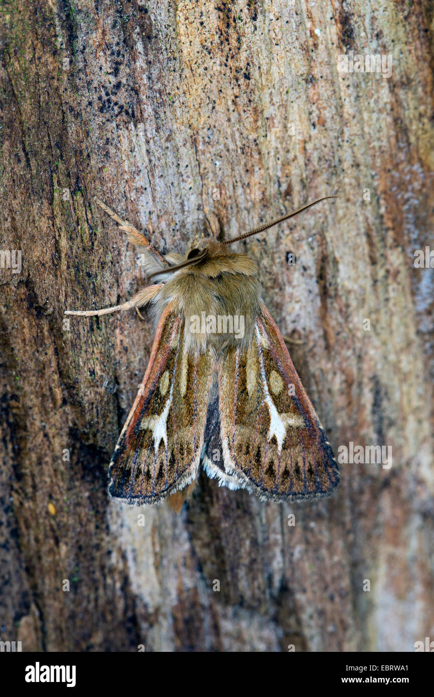 Antler moth, Owlet moths (Cerapteryx graminis), on deadwood, Germany Stock Photo