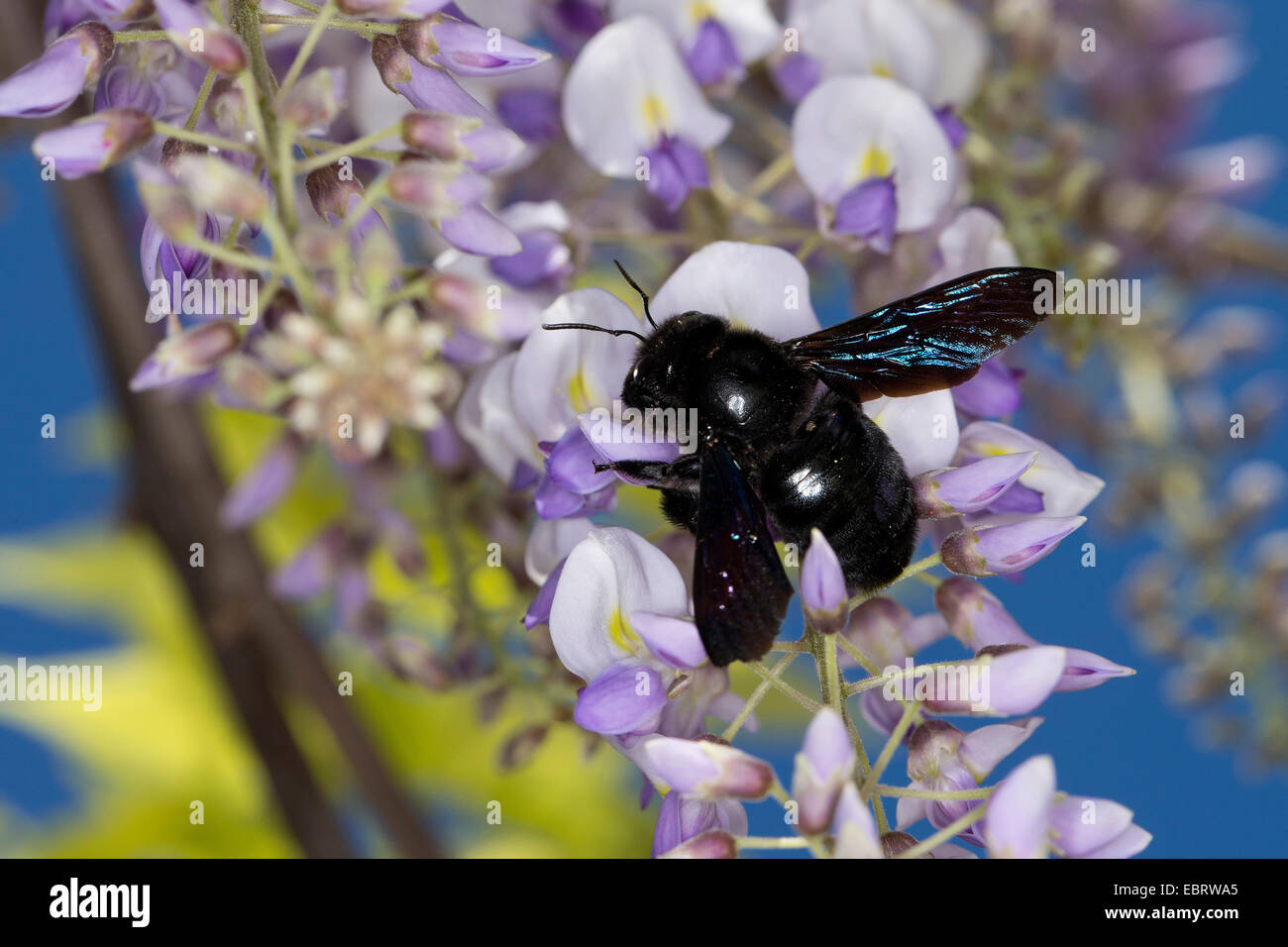 Violet carpenter bee, Indian Bhanvra (Xylocopa violacea), searching nectar on wisteria, Germany Stock Photo