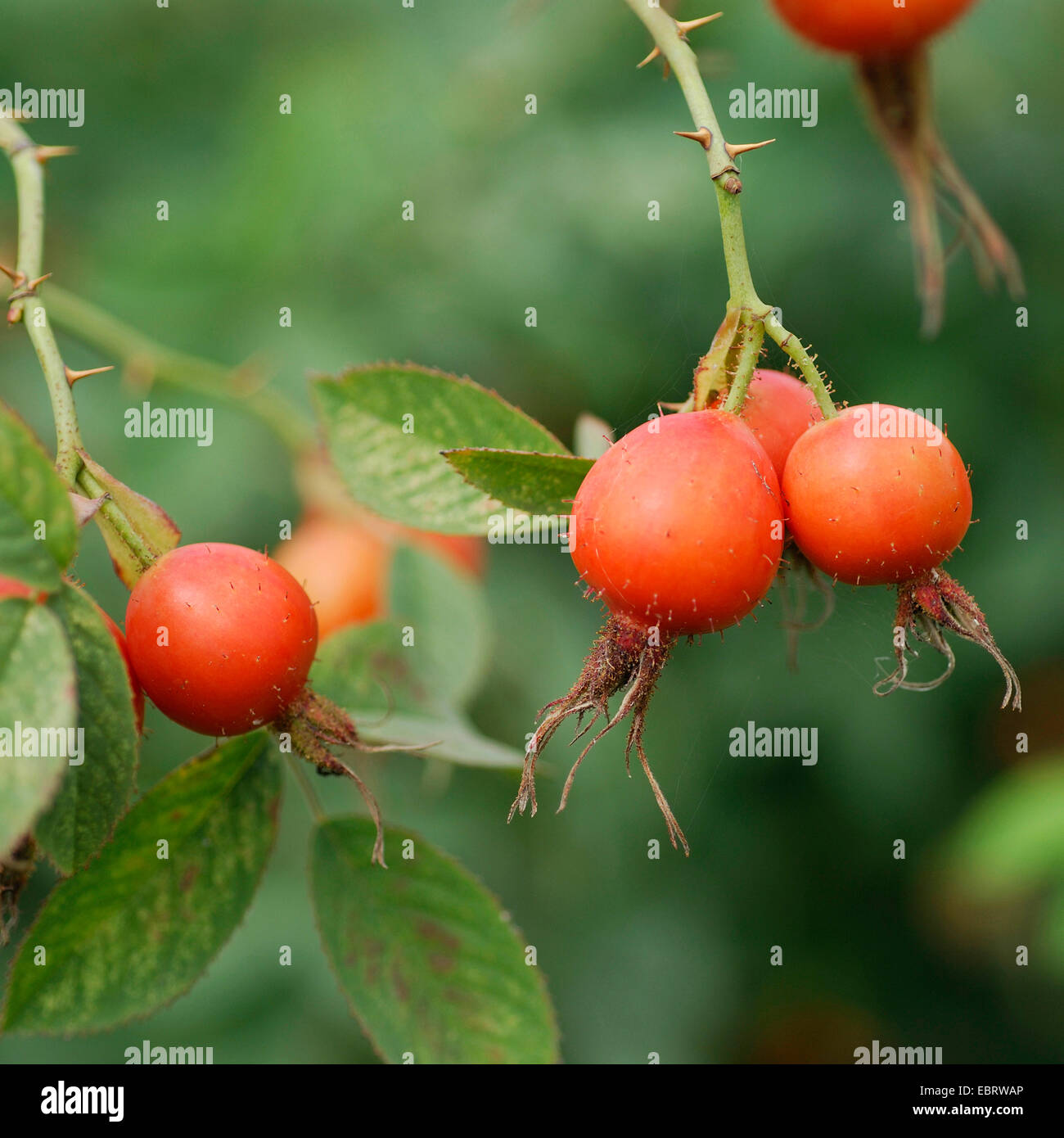 downy rose (Rosa villosa), fruits on a tree, Germany, Brandenburg Stock Photo