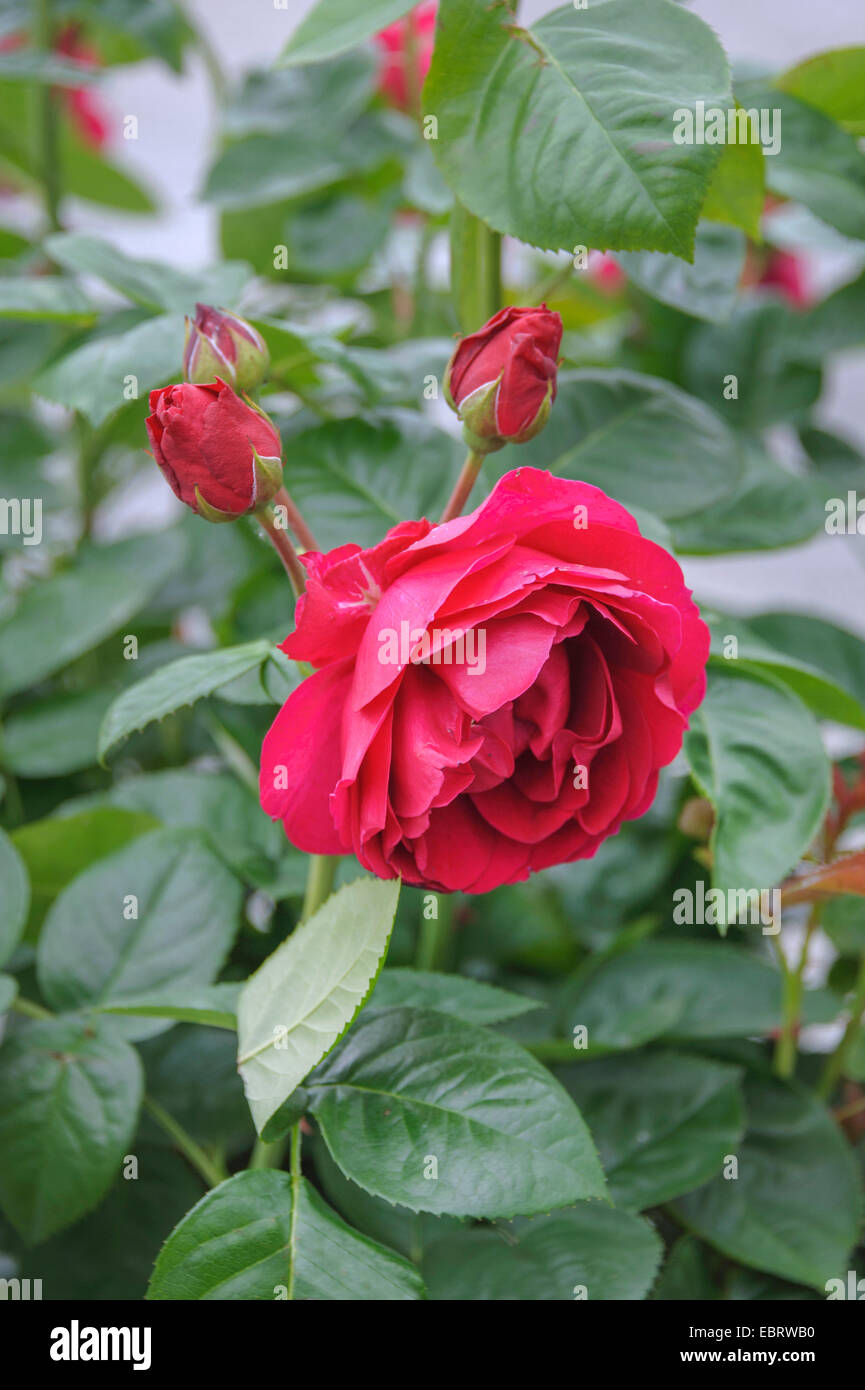 Bluete (Rosa 'Ascot', Rosa Ascot), cultivar Rosa 'Ascot' Stock Photo