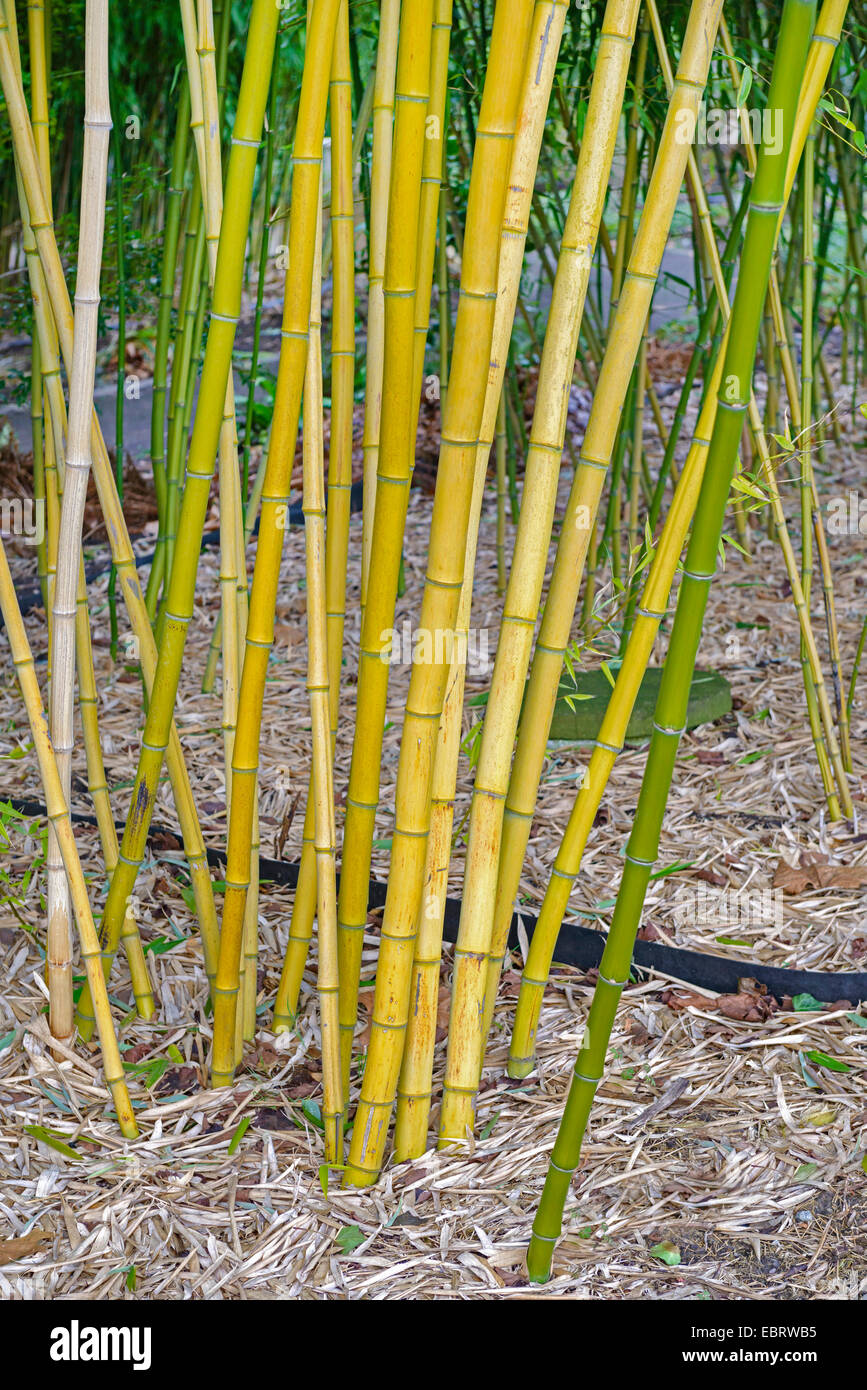 Phyllostachys (Phyllostachys vivax), sprouts Stock Photo