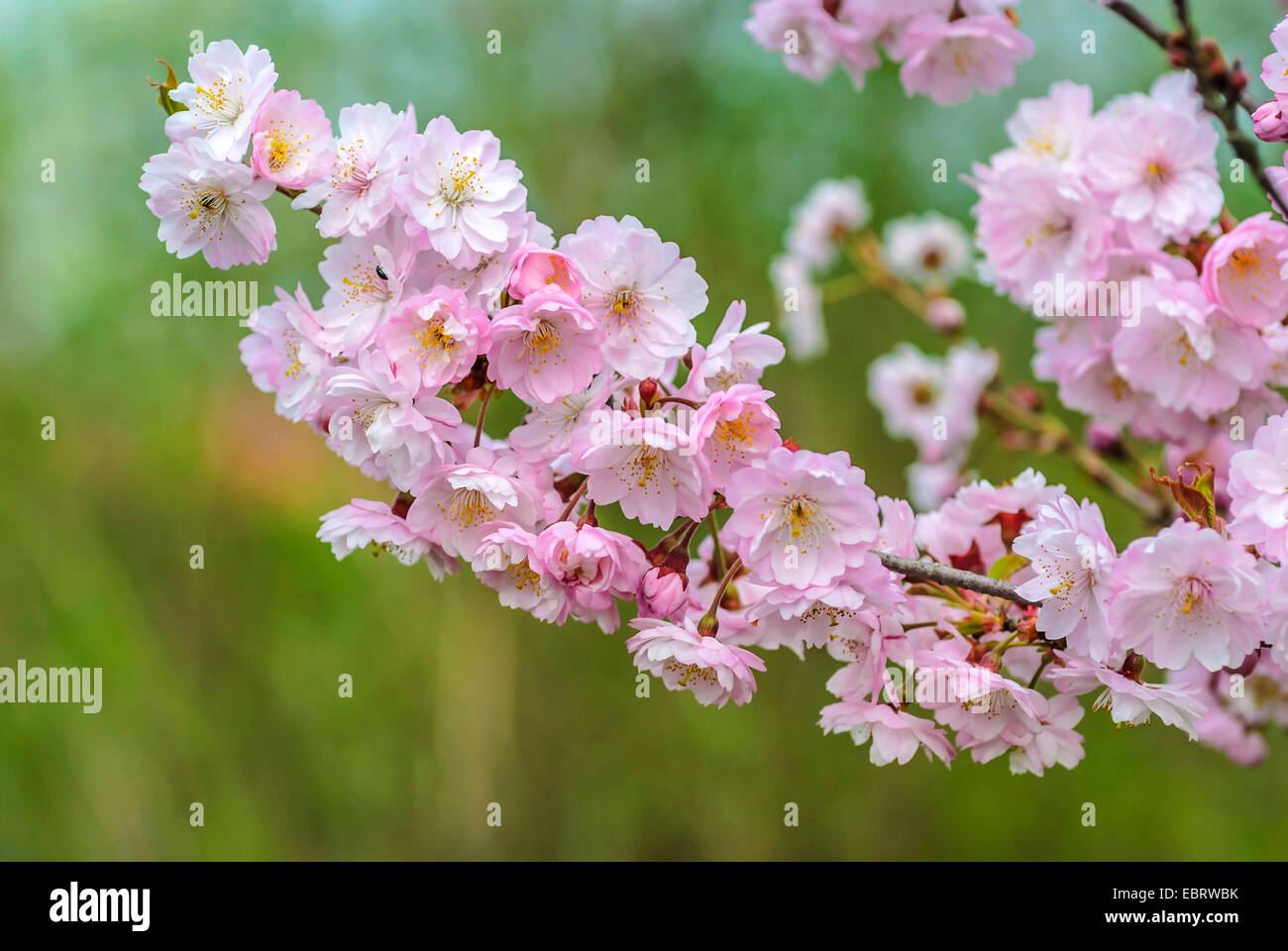 Autumn Cherry, Winter Flowering Cherry (Prunus subhirtella 'Autumnalis', Prunus subhirtella Autumnalis), blooming branch, cultivar Autumnalis Stock Photo