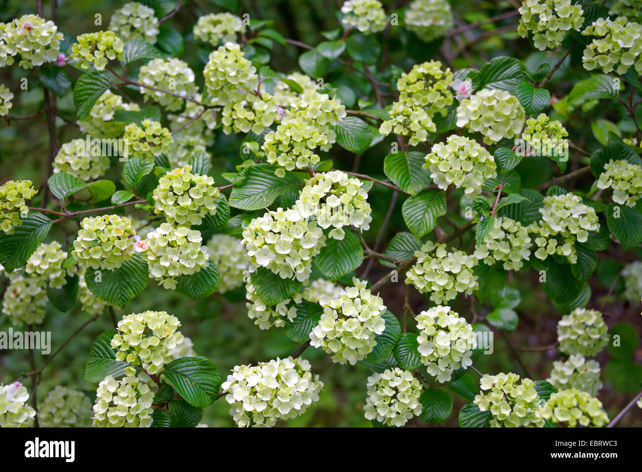 doublefile viburnum (Viburnum plicatum), blooming Stock Photo Alamy