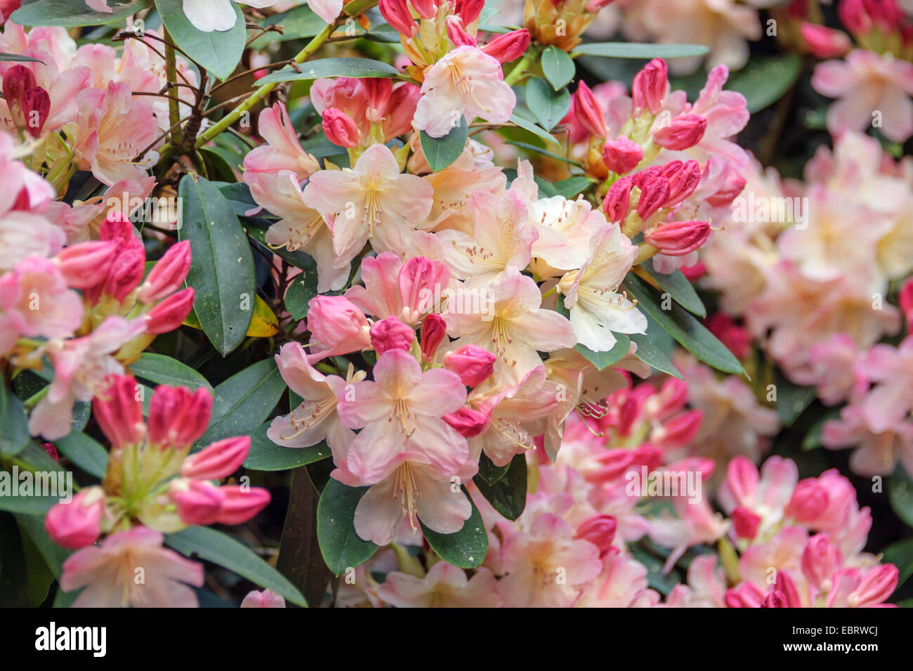 rhododendron (Rhododendron 'Percy Wiseman', Rhododendron Percy Wiseman), cultivar Percy Wiseman Stock Photo