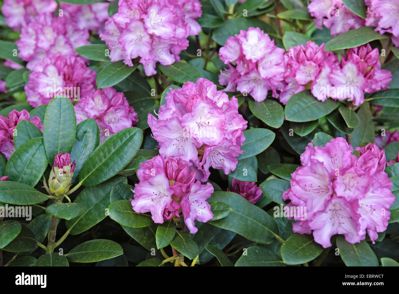 rhododendron (Rhododendron 'Blurettia', Rhododendron Blurettia), cultivar Blurettia Stock Photo