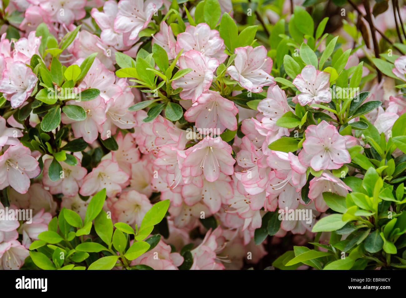 Japanese Azalea (Rhododendron 'Peggy Ann', Rhododendron Peggy Ann), cultivar Peggy Ann Stock Photo