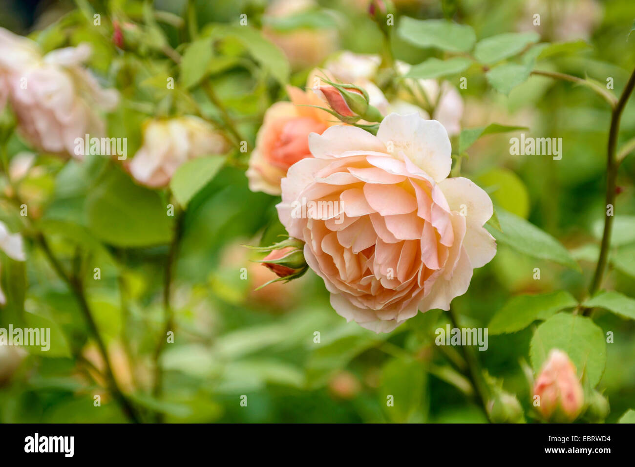 ornamental rose (Rosa 'Grace', Rosa Grace), cultivar Grace Stock Photo