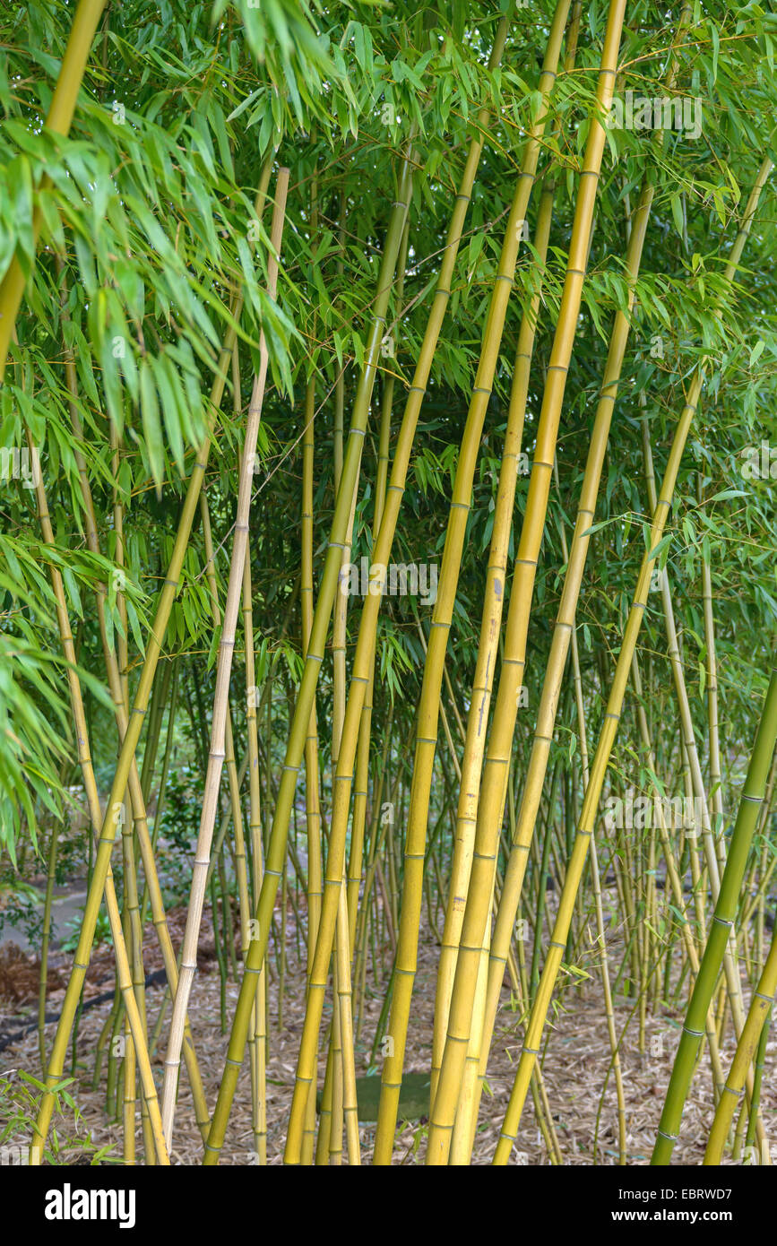 Phyllostachys (Phyllostachys vivax), sprouts Stock Photo