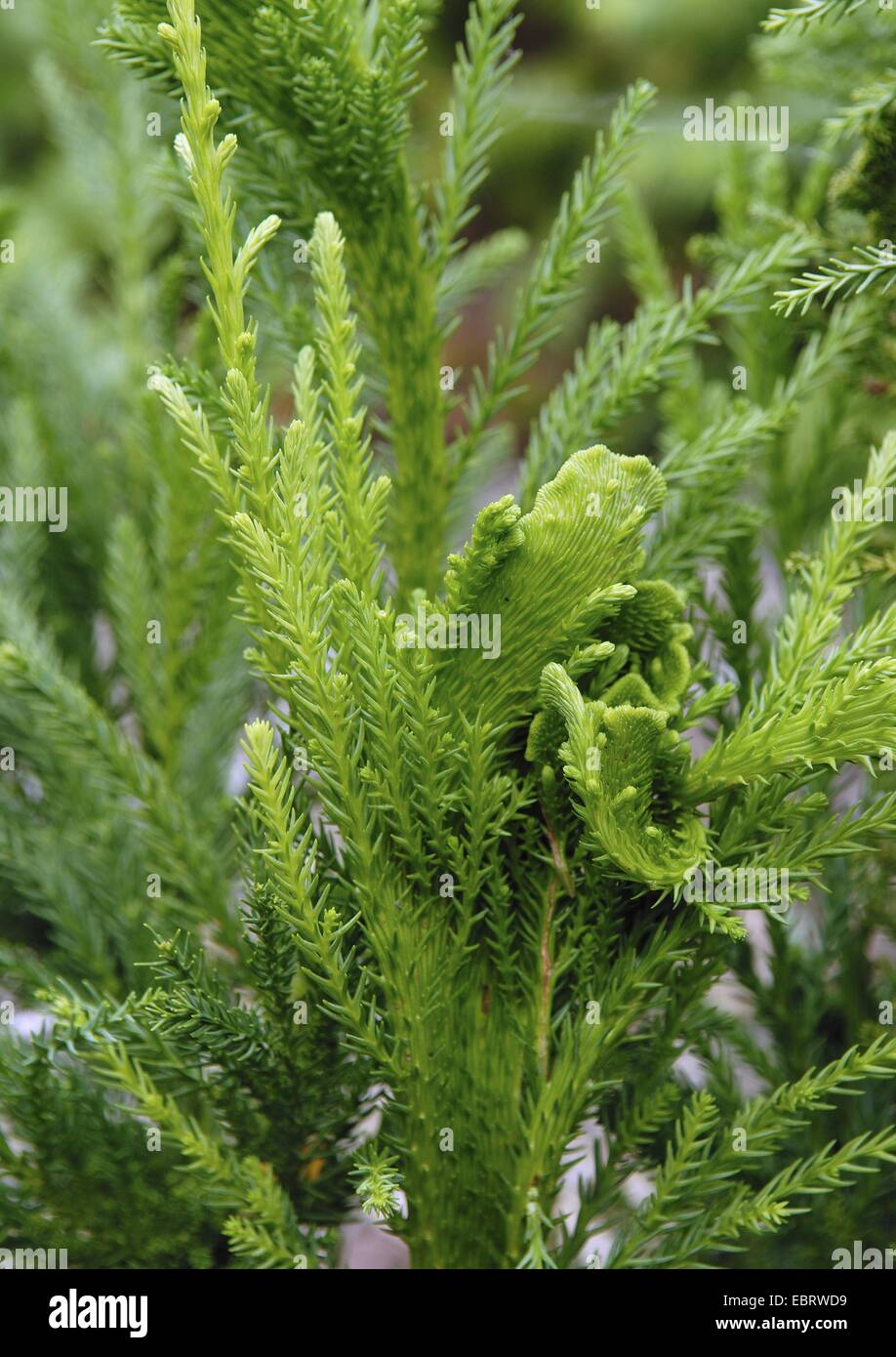 Japanese cedar (Cryptomeria japonica 'Cristata', Cryptomeria japonica Cristata), cultivar Cristata, branches Stock Photo