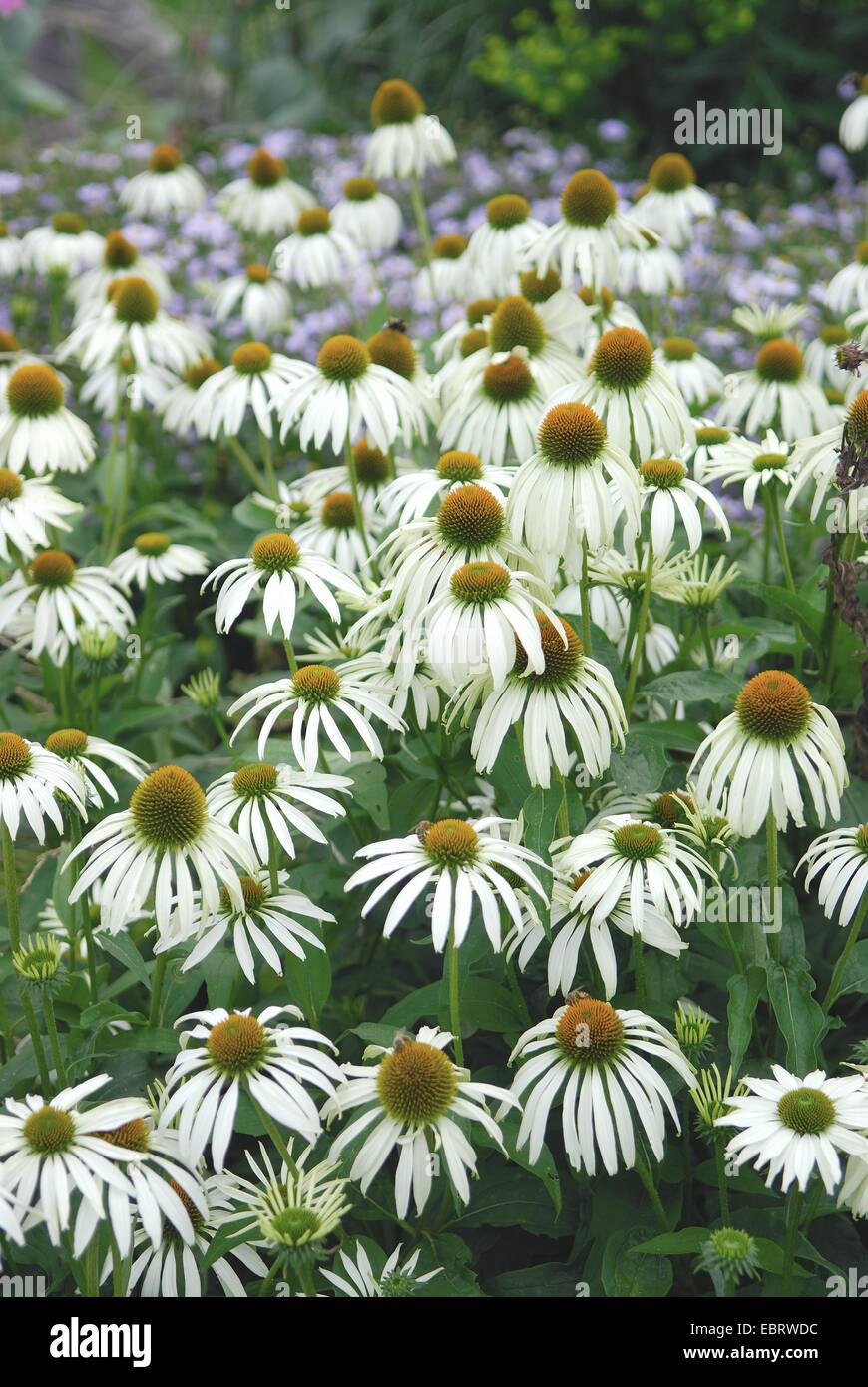 eastern purple coneflower (Echinacea purpurea 'Alba', Echinacea purpurea Alba), blooming Stock Photo