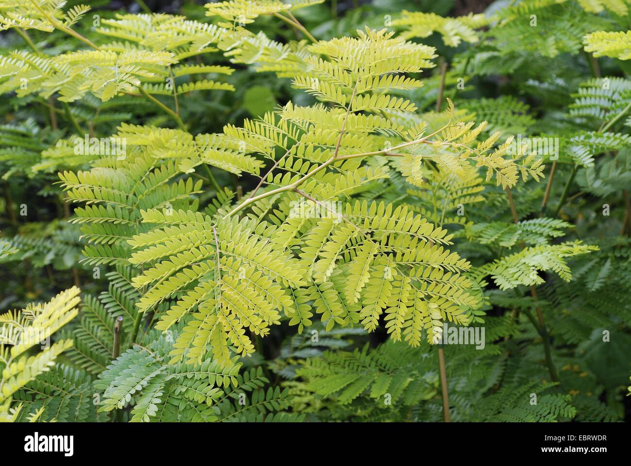 honeylocust, honey locust (Gleditsia tricanthos 'Sunburst', Gleditsia tricanthos Sunburst), cultivar Sunburst, leaves Stock Photo