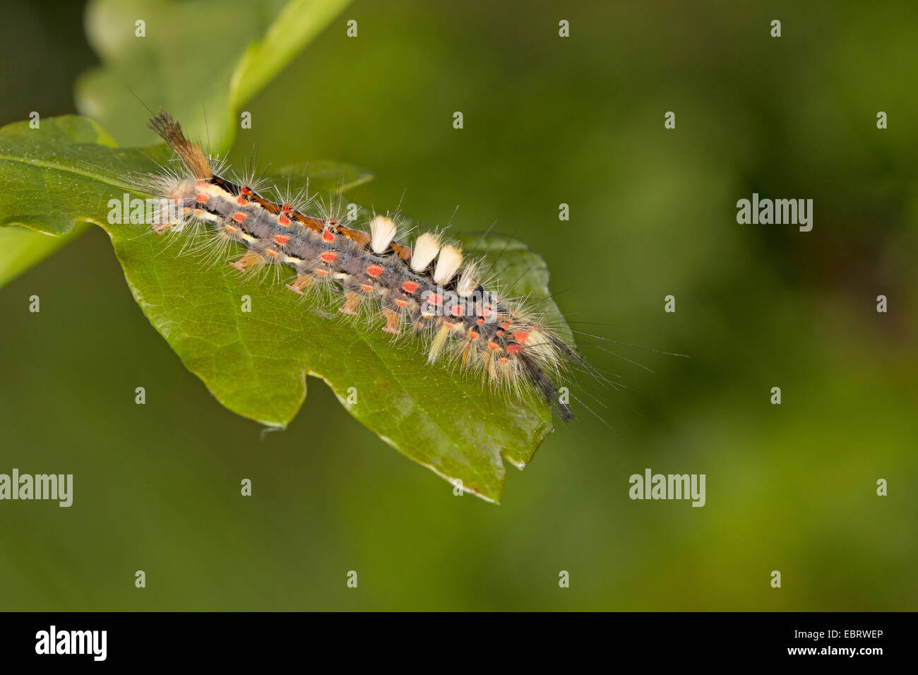 vapourer moth, common vapourer, rusty tussock moth (Orgyia antiqua, Orgyia recens), caterpillar on a leaf, from above, Germany Stock Photo