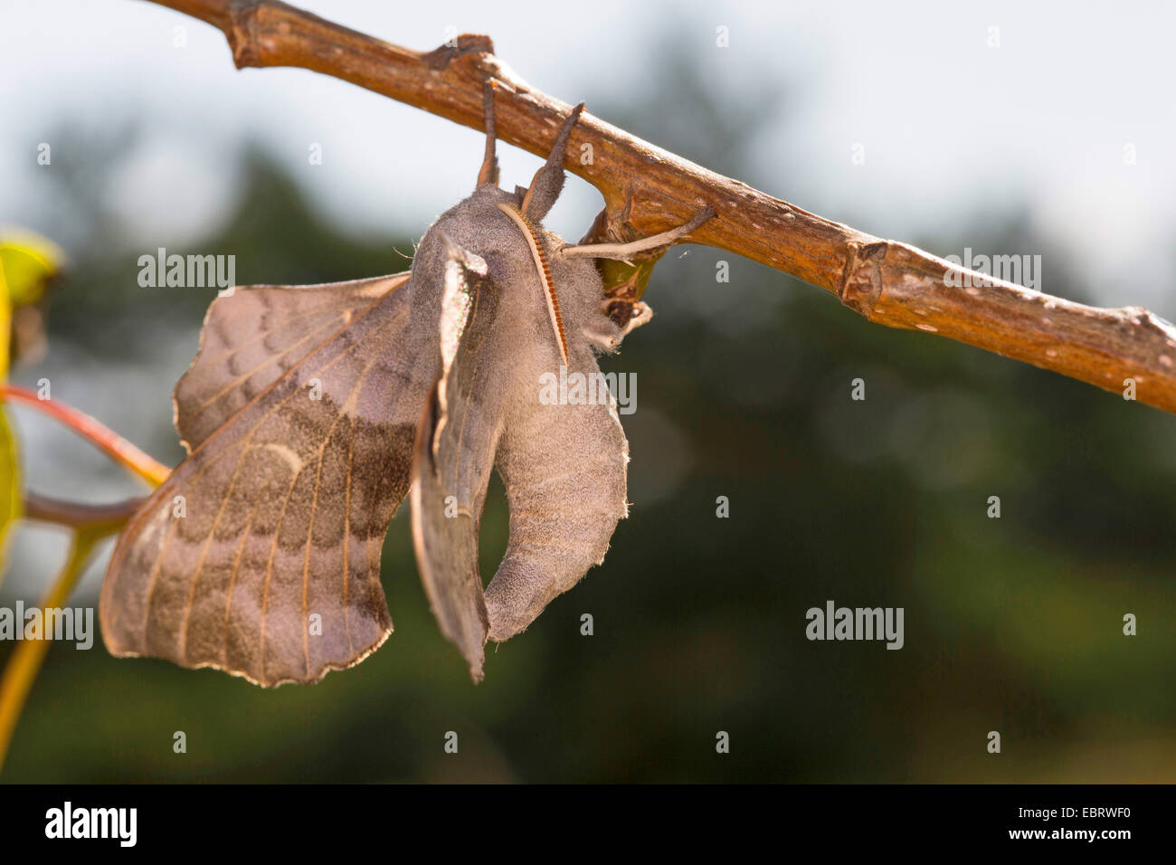 Poplar Hawk-moth, Poplar Hawkmoth (Laothoe populi, Sphinx populi), male at a stem, Germany Stock Photo