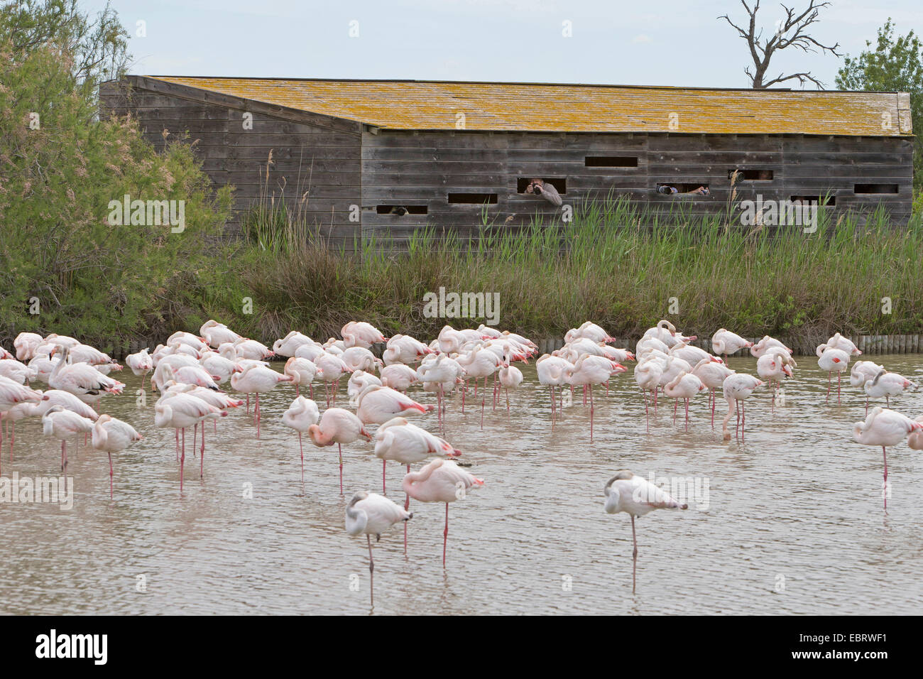 greater flamingo (Phoenicopterus roseus, Phoenicopterus ruber roseus), flamingo flock in shallow water in front of an observation hut, France, Camargue Stock Photo