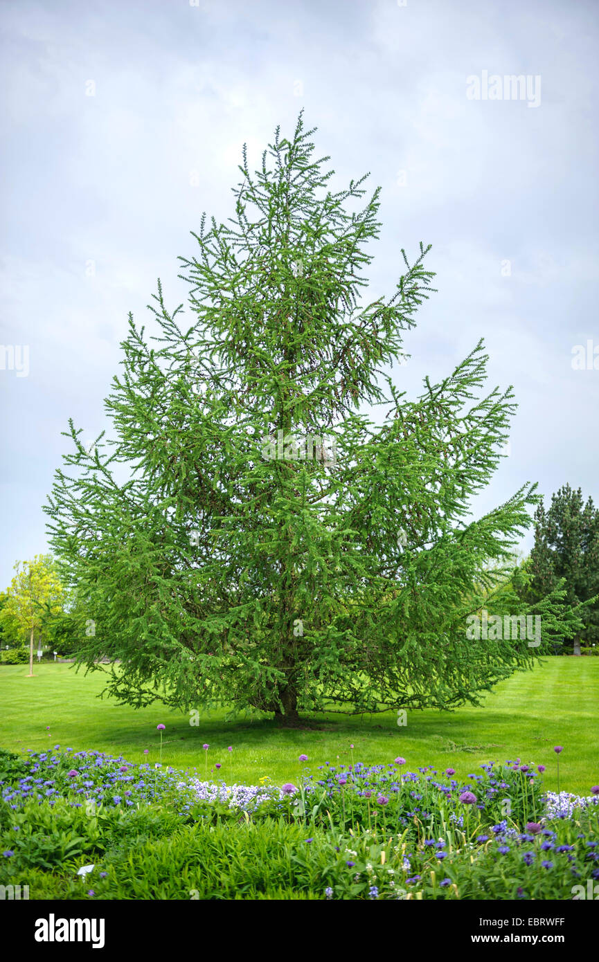 Japanese larch (Larix kaempferi), single tree on a lwan, Germany, Lower Saxony Stock Photo