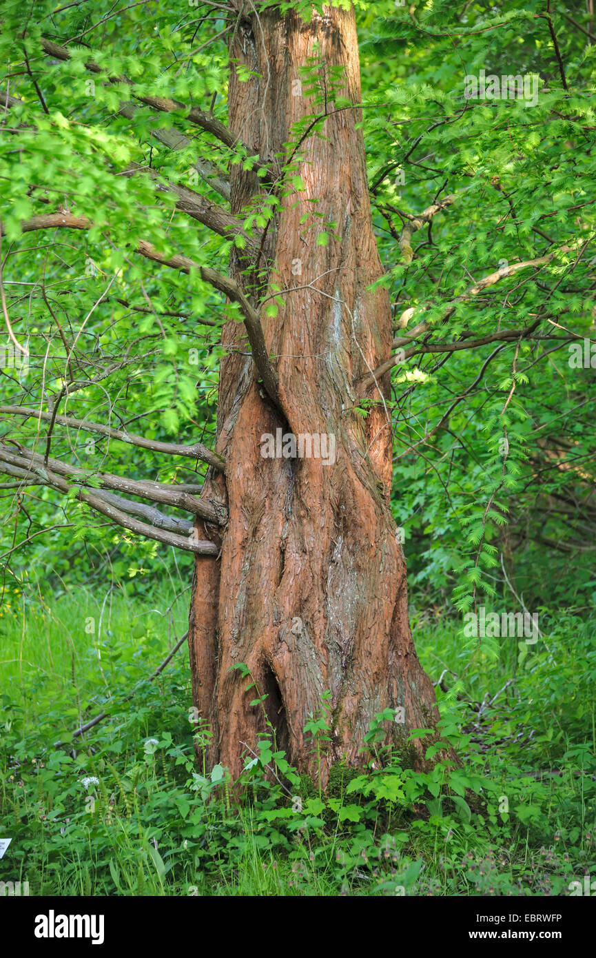 dawn redwood (Metasequoia glyptostroboides), trunk, De Haan, Brandenburg Stock Photo