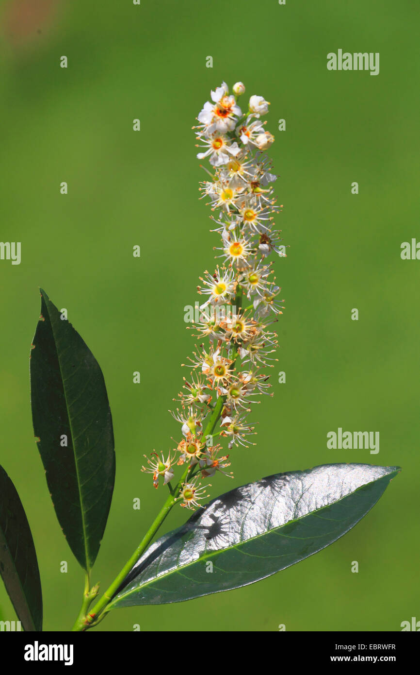 cherrylaurel (Prunus laurocerasus), inflorescence Stock Photo Alamy