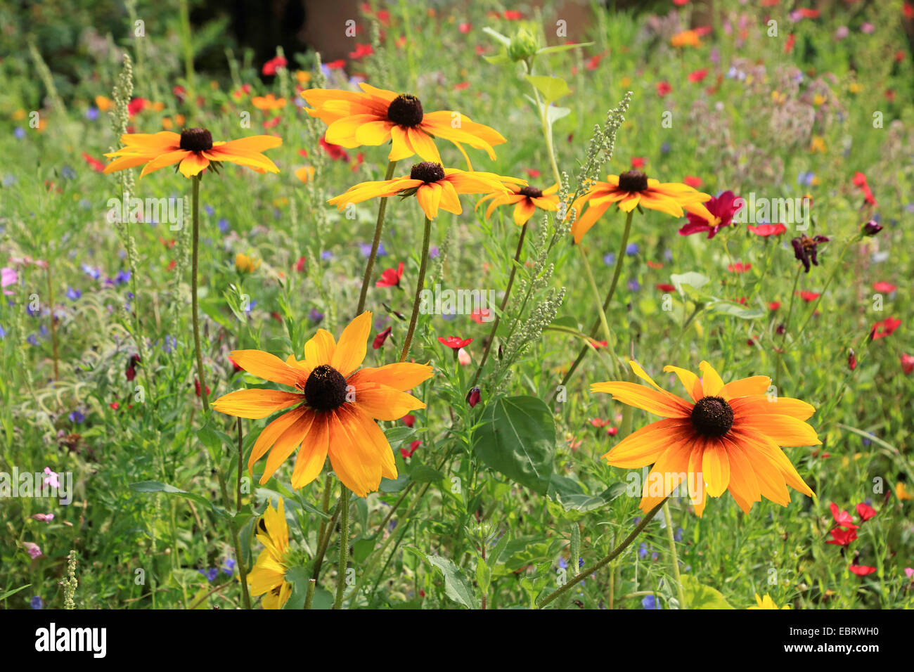 Black Eyed Susan Hairy Coneflower Yellow Daisy Rudbeckia Hirta