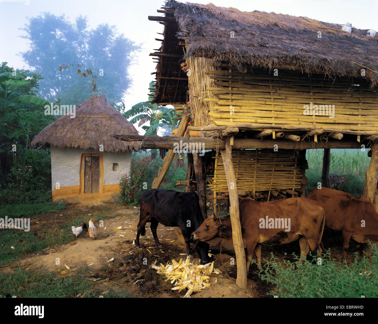 cattles under stilt house in a village, Nepal, Tumlingtar Stock Photo
