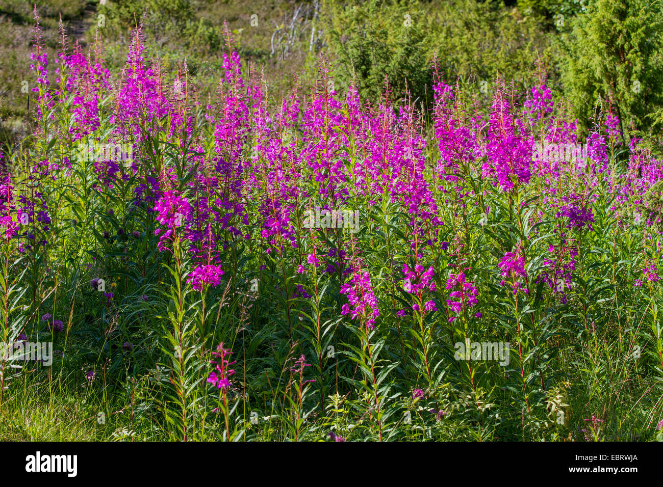 Fireweed, blooming sally, Rosebay willowherb, Great willowherb (Epilobium angustifolium