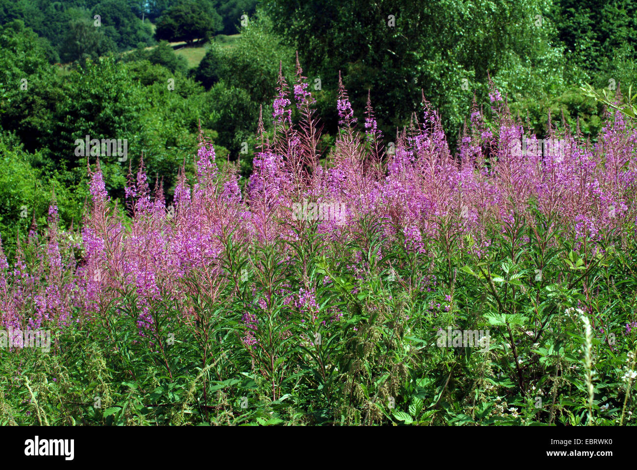 Fireweed, blooming sally, Rosebay willow-herb, Great willow-herb (Epilobium angustifolium, Chamerion angustifolium), blooming, Germany Stock Photo