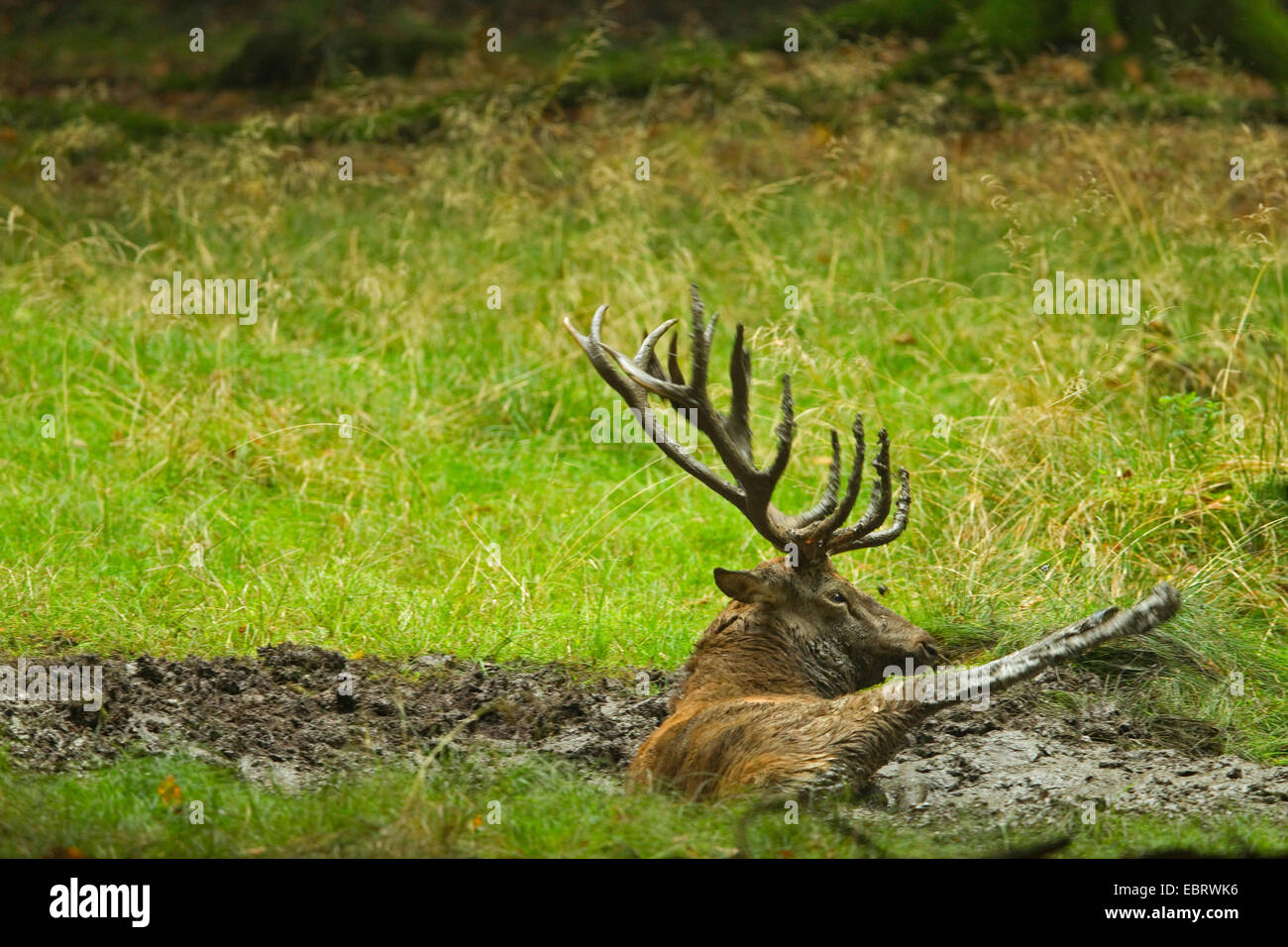 red deer (Cervus elaphus), stag wallowing, Germany, North Rhine-Westphalia, Sauerland Stock Photo