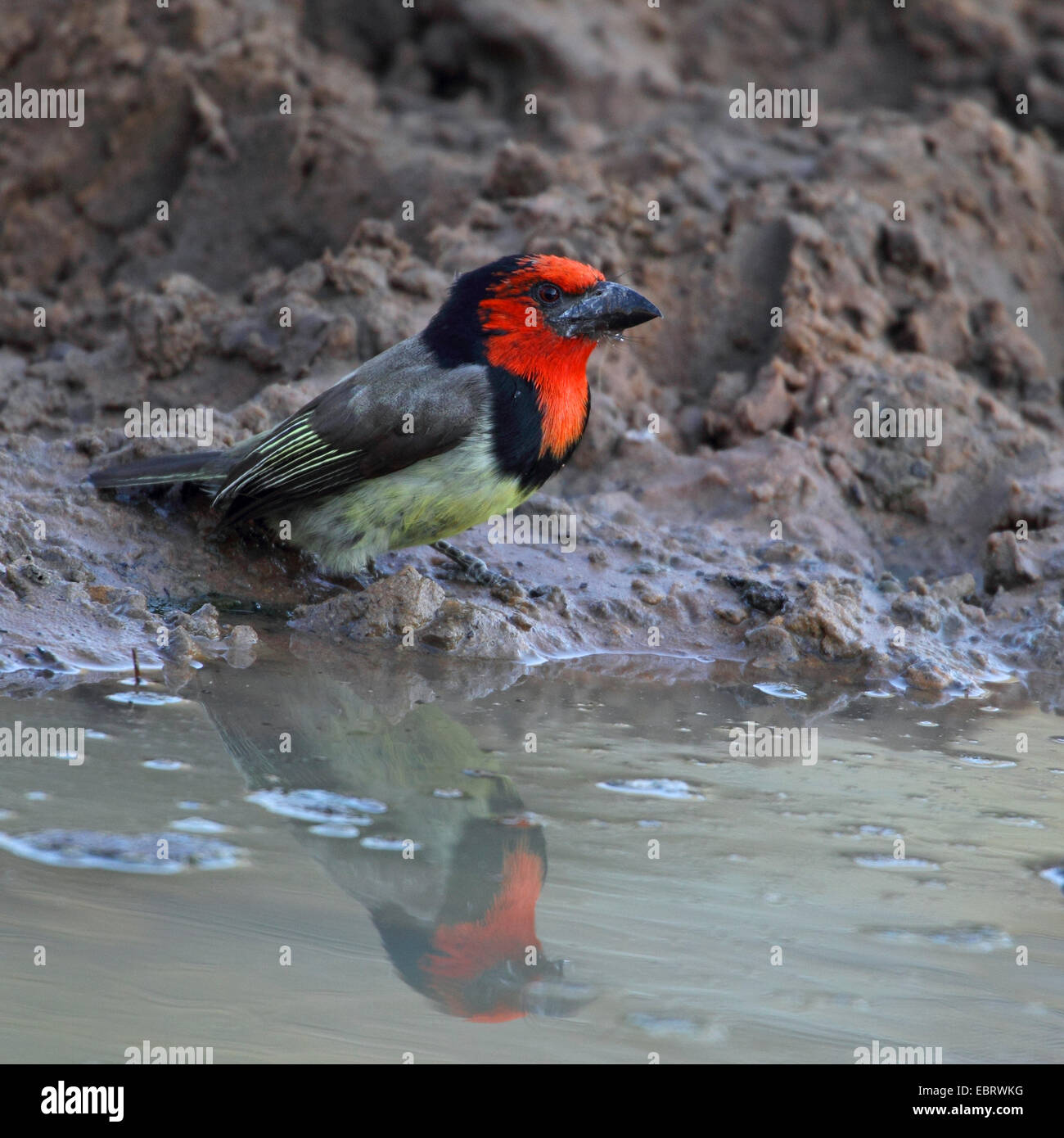 Black-collared barbet (Lybius torquatus), sitting at a waterhole, South Africa, Mkuzi Game Reserve Stock Photo