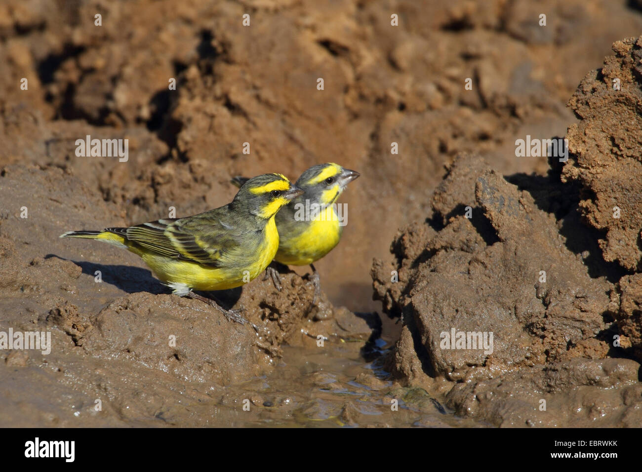 Yellow-fronted canary (Serinus mozambicus), two birds at a waterhole, South Africa, Mkuzi Game Reserve Stock Photo