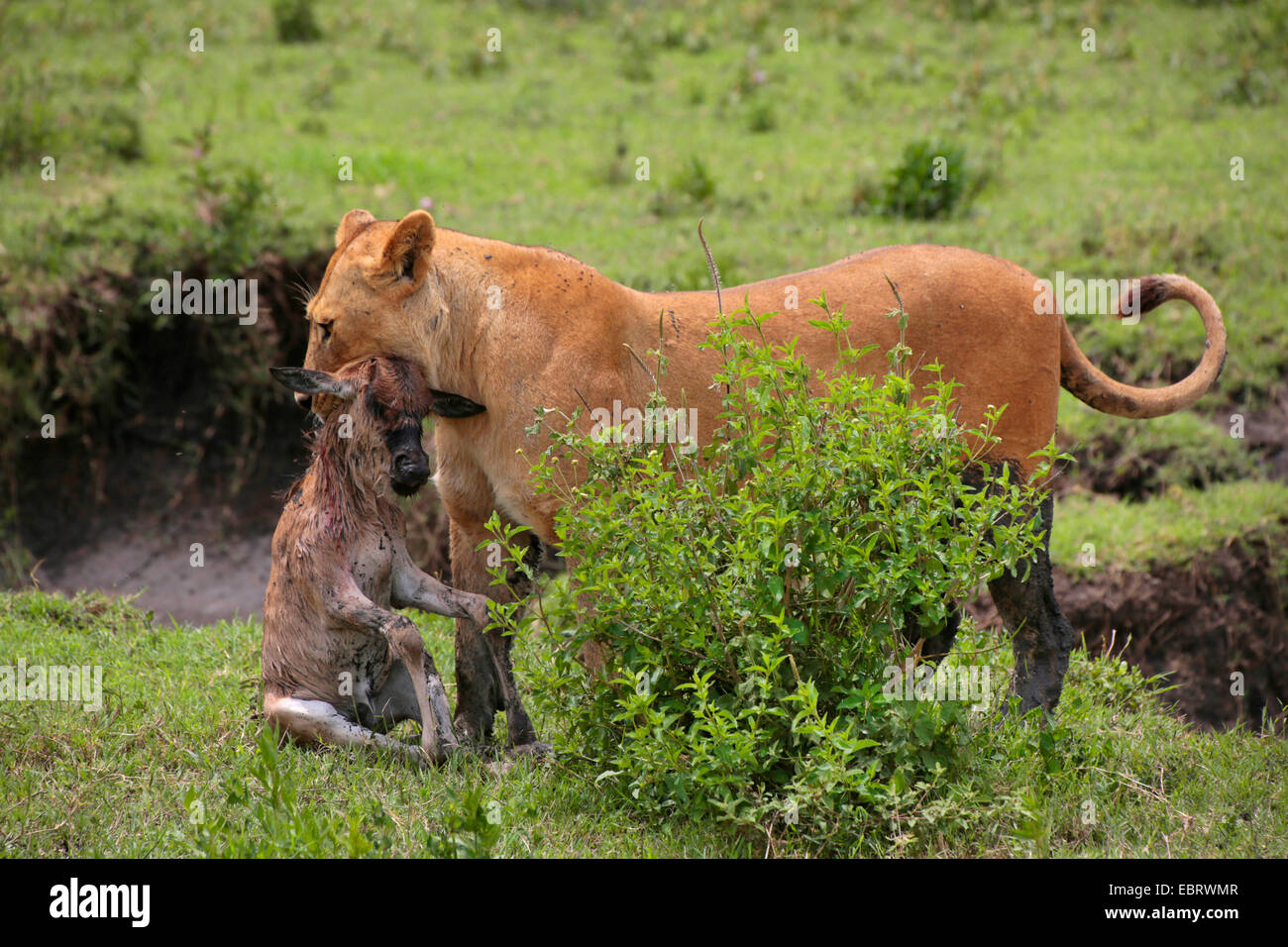 lion (Panthera leo), lioness has captured a gnu calf, Tanzania, Serengeti National Park Stock Photo