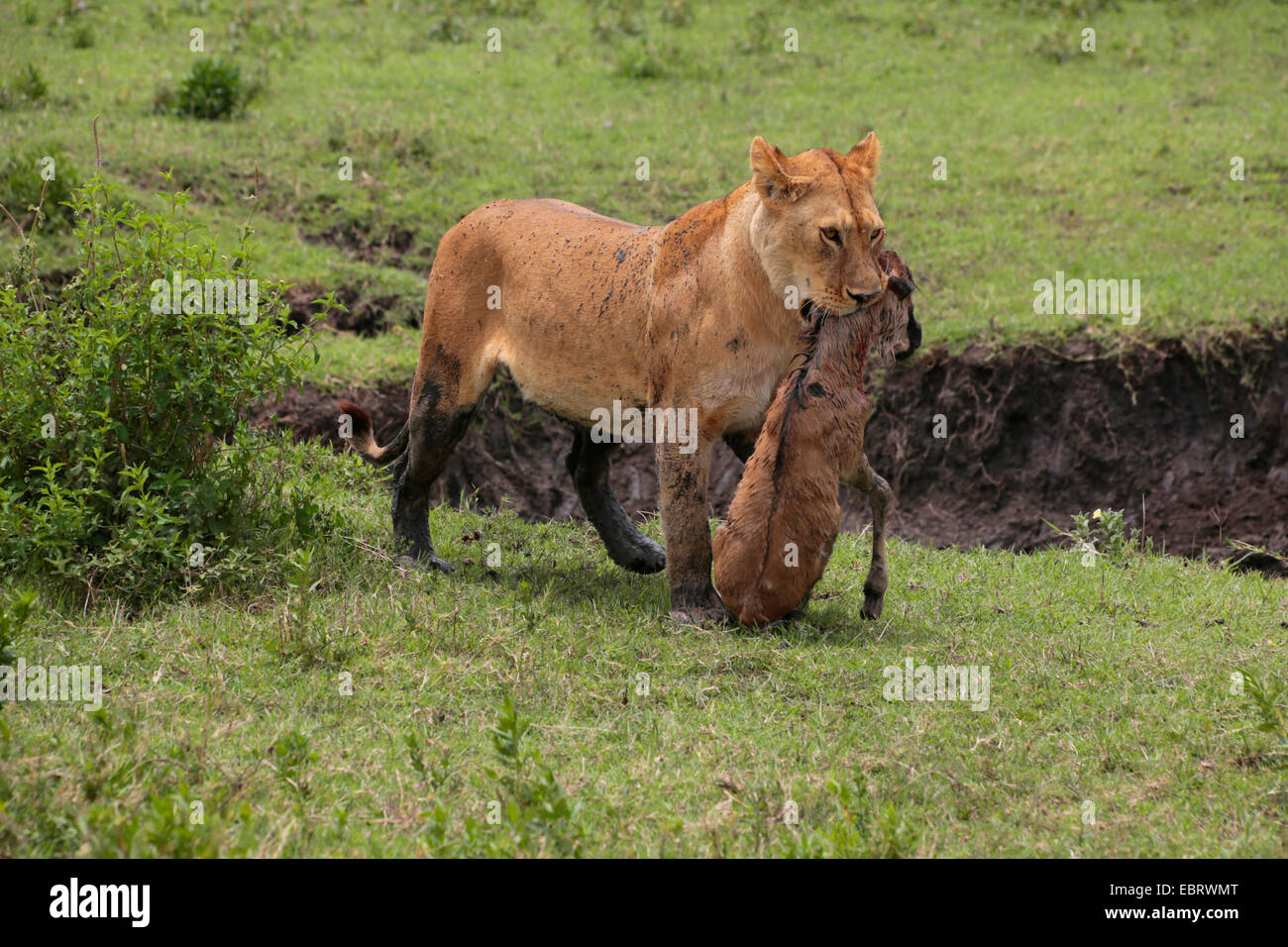 lion (Panthera leo), lioness carrying a catched wildebeest calf in the mouth, Tanzania, Serengeti National Park Stock Photo