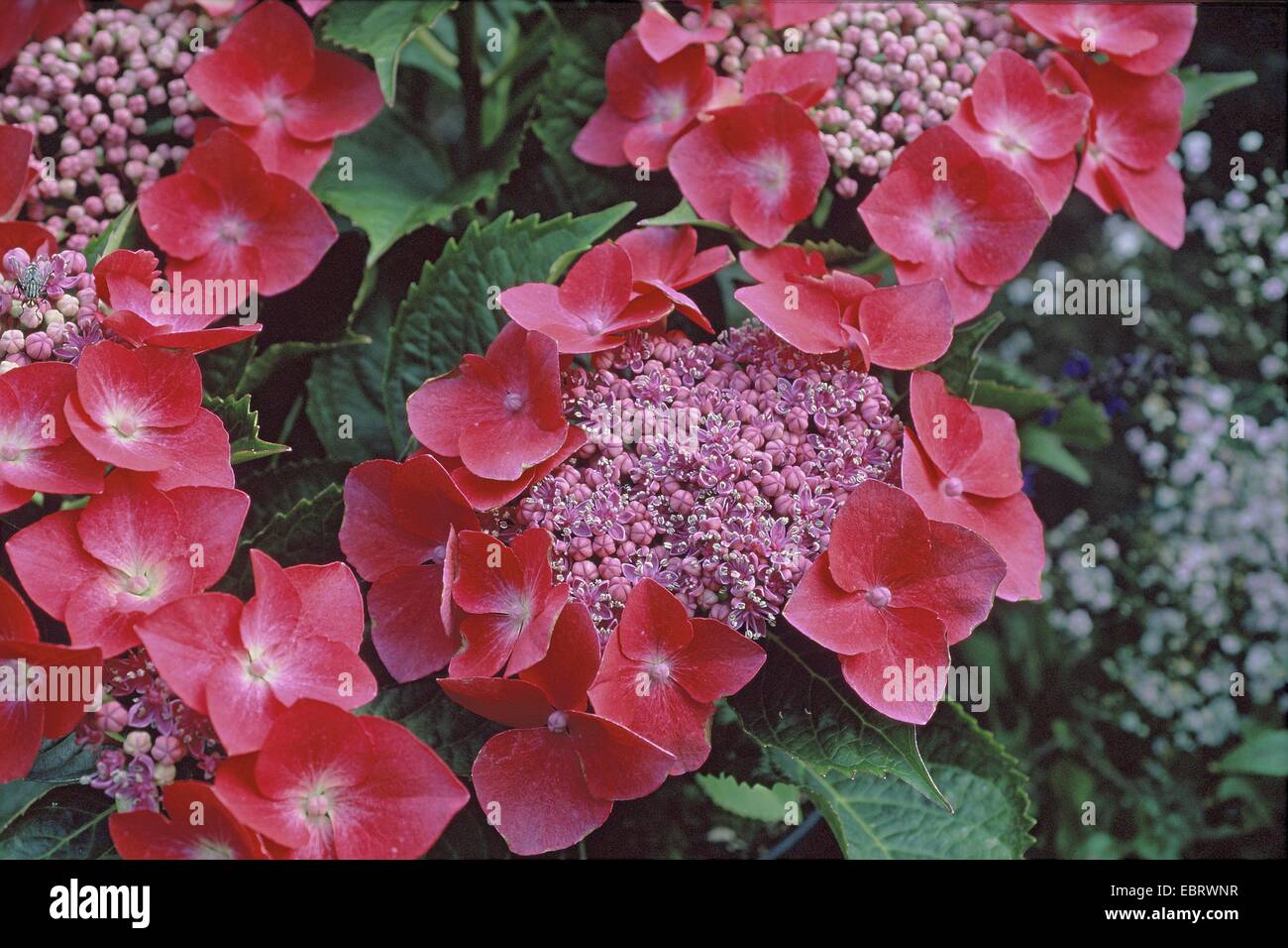 Garden hydrangea, Lace cap hydrangea (Hydrangea macrophylla 'Kardinal', Hydrangea macrophylla Kardinal), cultivar Kardinal, blooming Stock Photo