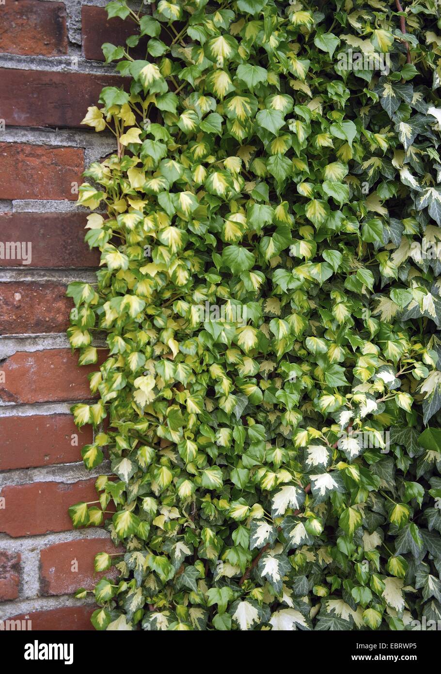 English ivy, common ivy (Hedera helix 'Goldheart', Hedera helix Goldheart), cultivar Goldheart climbing up a cladding Stock Photo
