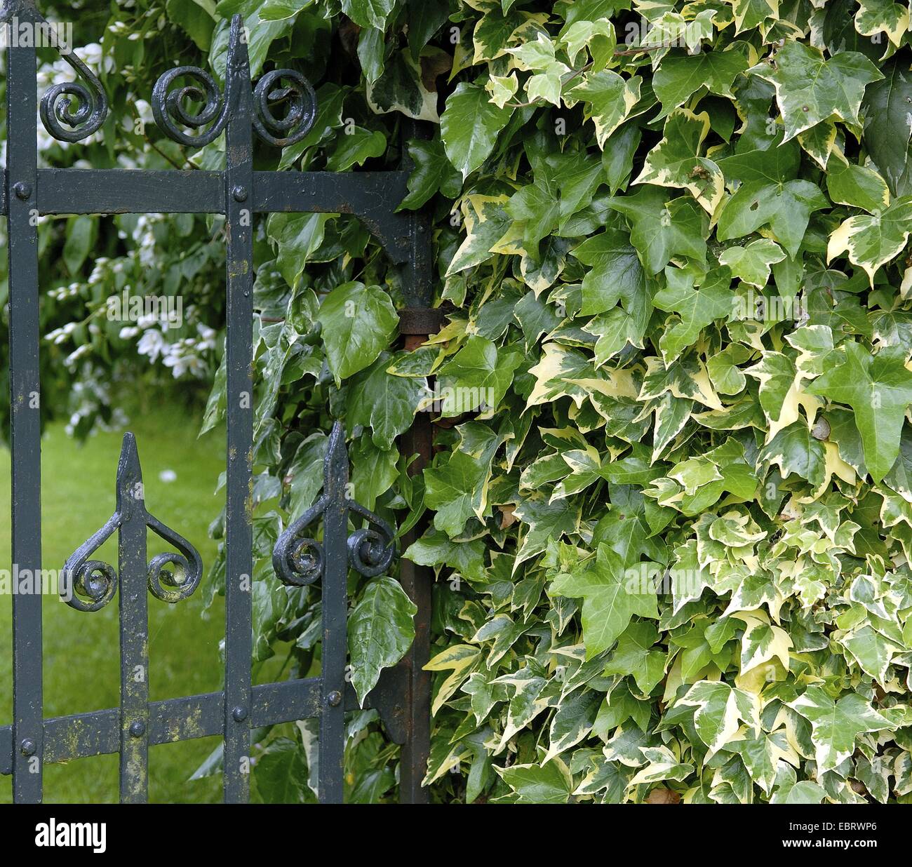 English ivy, common ivy (Hedera helix 'Goldchild', Hedera helix Goldchild), cultivar Goldchild entwining around a garden gate Stock Photo