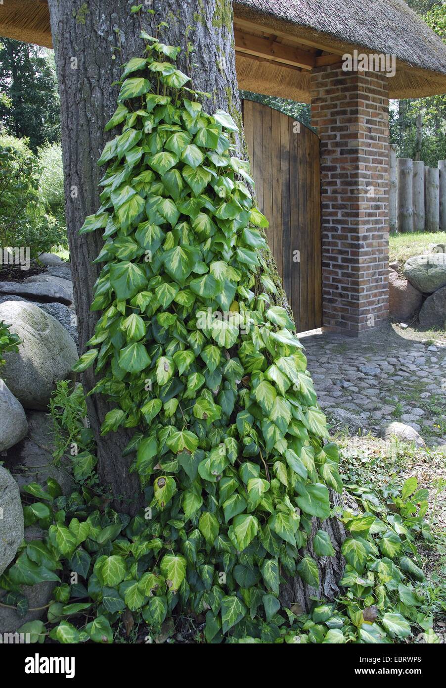 Persian ivy (Hedera colchica 'Sulphur Heart', Hedera colchica Sulphur Heart), cultivar Sulphur Heart Stock Photo
