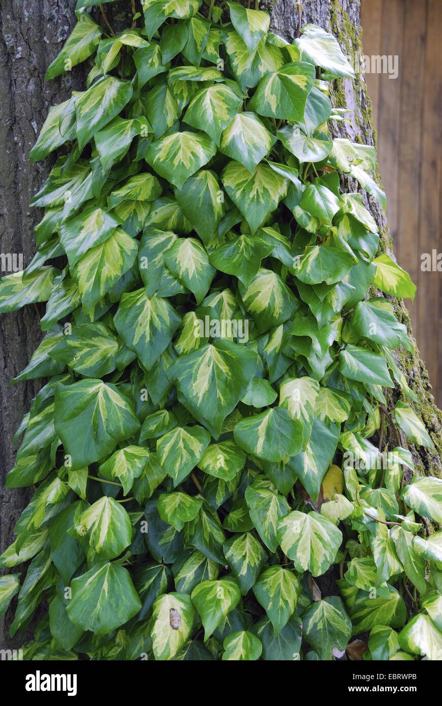 Persian ivy (Hedera colchica 'Sulphur Heart', Hedera colchica Sulphur Heart), cultivar Sulphur Heart Stock Photo