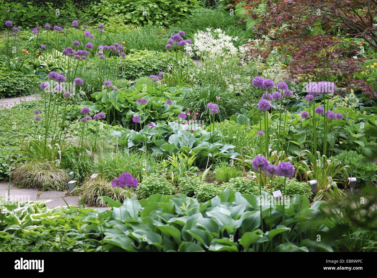 onions (Allium spec.), bloomin onion in a garden Stock Photo Alamy