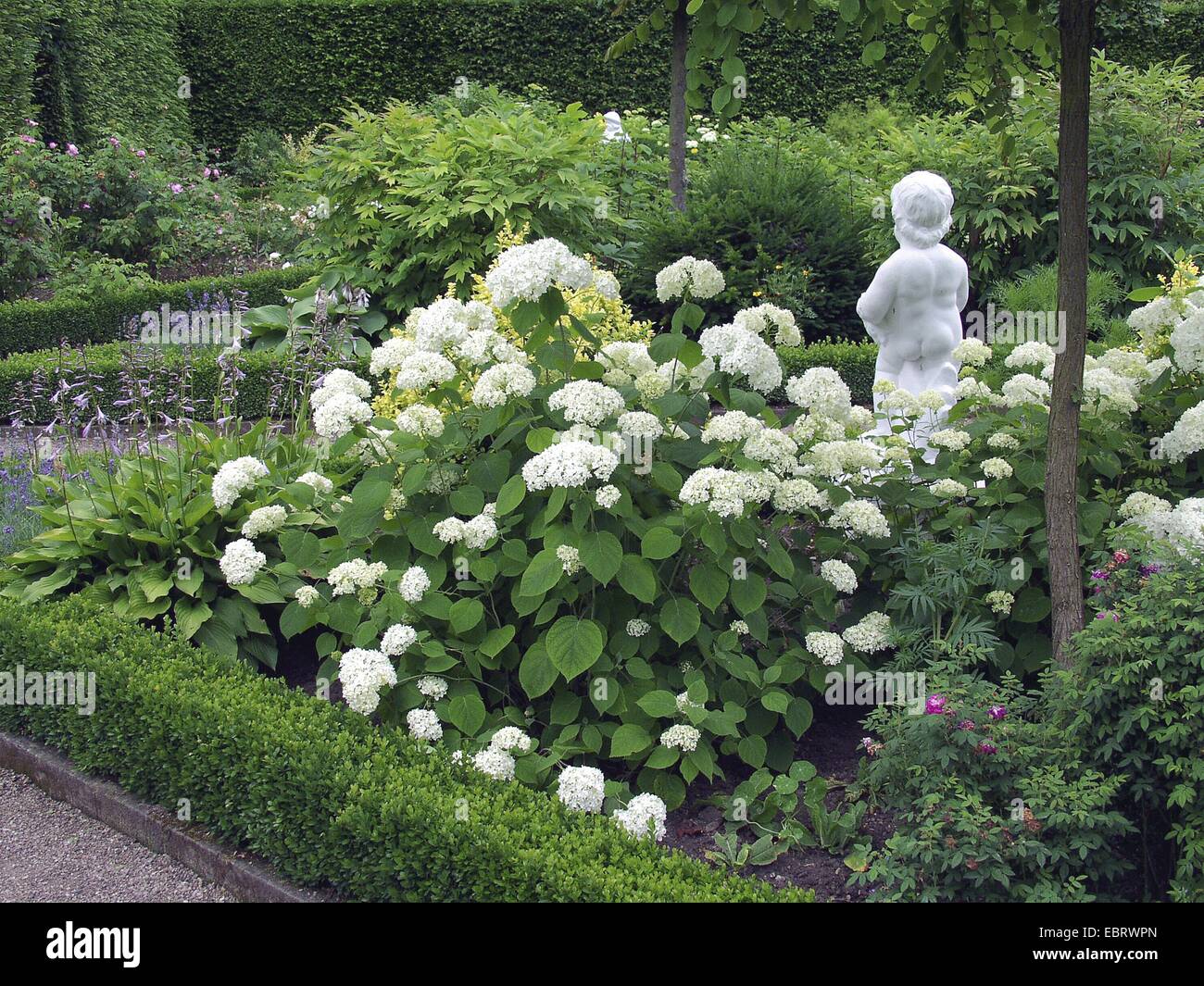 Wild hydrangea (Hydrangea arborescens 'Grandiflora', Hydrangea arborescens Grandiflora), cultivar Grandiflora, blooming in a garden Stock Photo