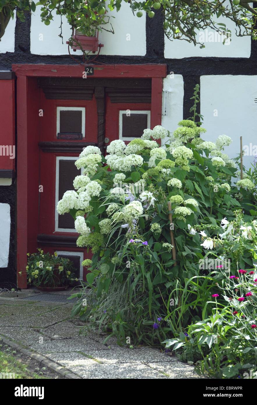 wild hydrangea (Hydrangea arborescens 'Grandiflora', Hydrangea arborescens Grandiflora), cultivar Grandiflora, blooming in a forgearden of a timbered house, Germany Stock Photo