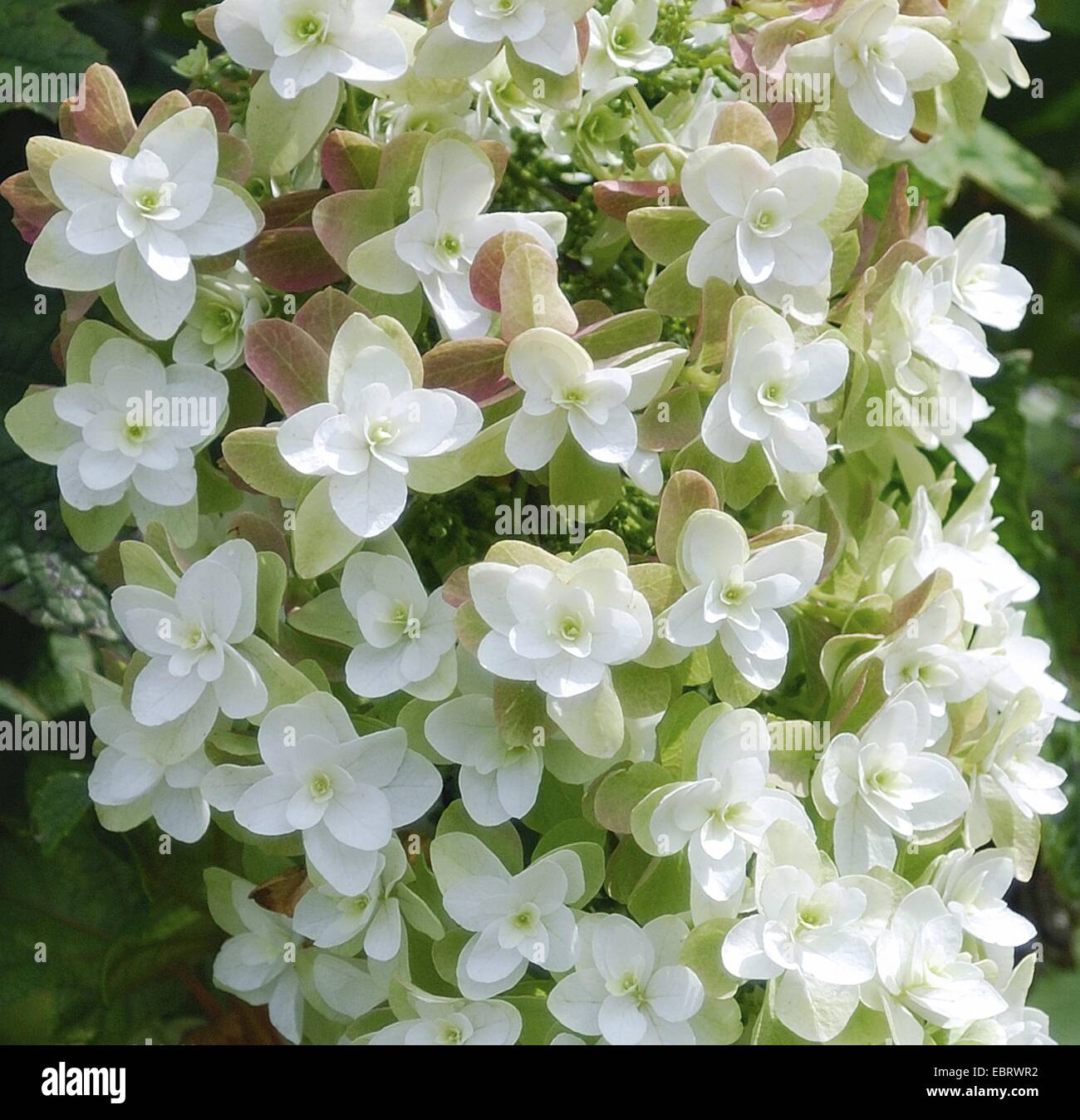 Oak-leaved hydrangea (Hydrangea quercifolia 'Snowflake', Hydrangea quercifolia Snowflake), cultivar Snowflake, blooming Stock Photo