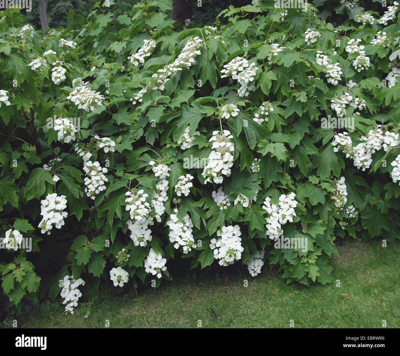 Oak-leaved hydrangea (Hydrangea quercifolia), blooming Stock Photo