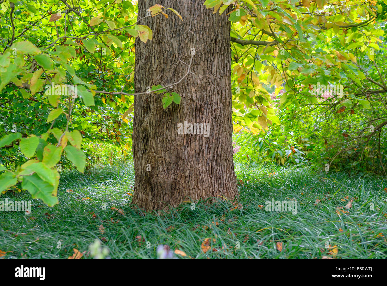 magnolia, cucumber tree (Magnolia acuminata), trunk, Germany Stock Photo